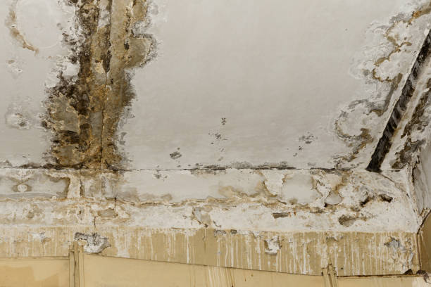 Mold Odor Removal Services in Clarkston, WA